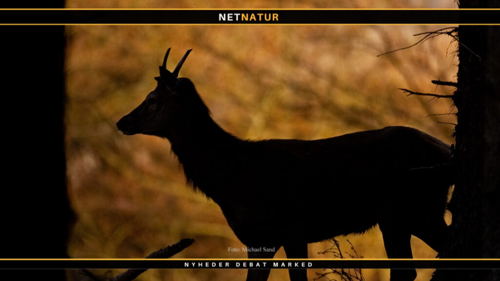 Hest og jagt på kronvildt