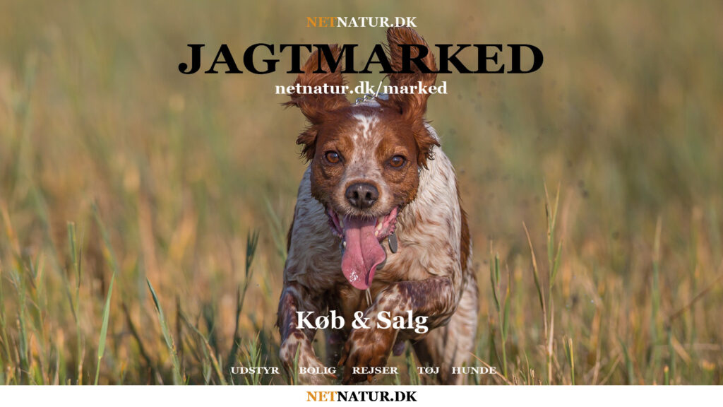 JAGTMARKED