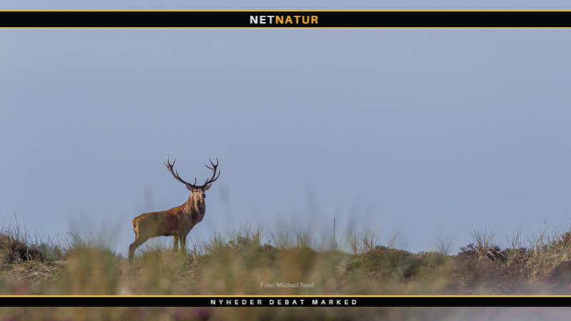 Jakob Boni og arealkrav