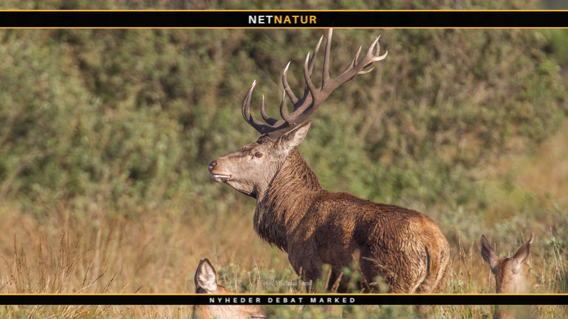 Sprossefredning løser ikke problemet Nu starter Naturstyrelsens salg af dagvagter