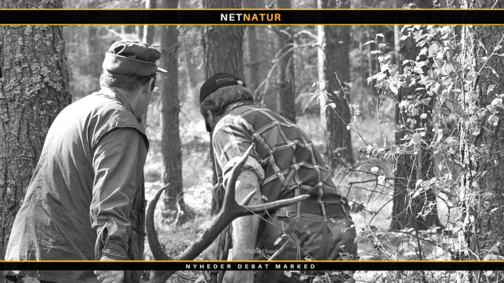 Kronvildtjagt og uddannelse