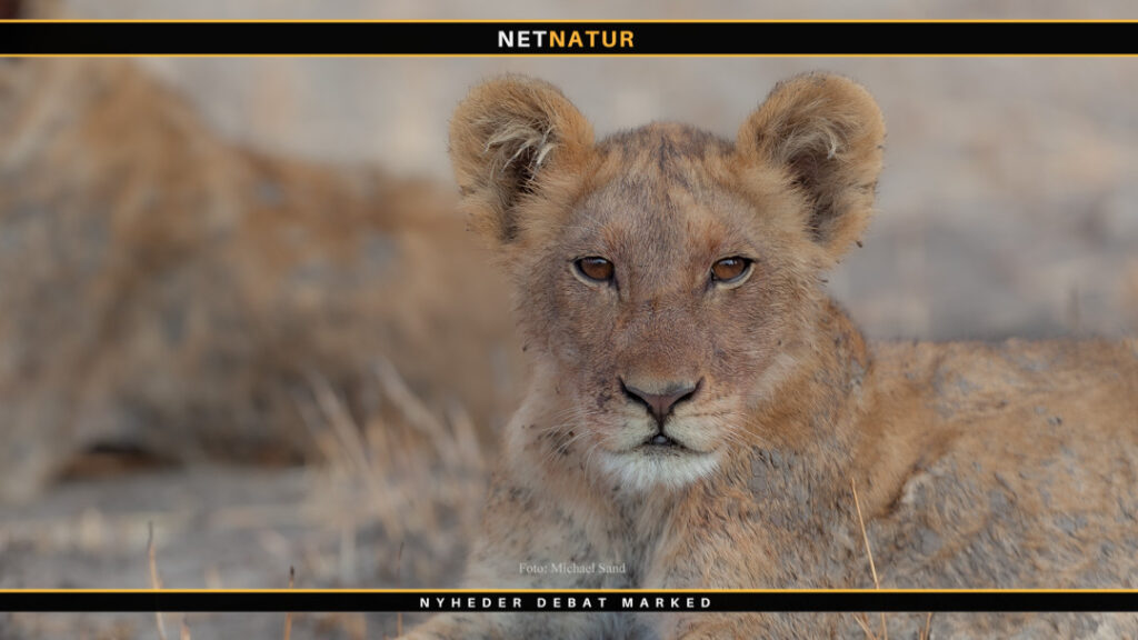 Jagtmodstandere lancerer Disney-inspireret tegnefilm Løve og løvejagt