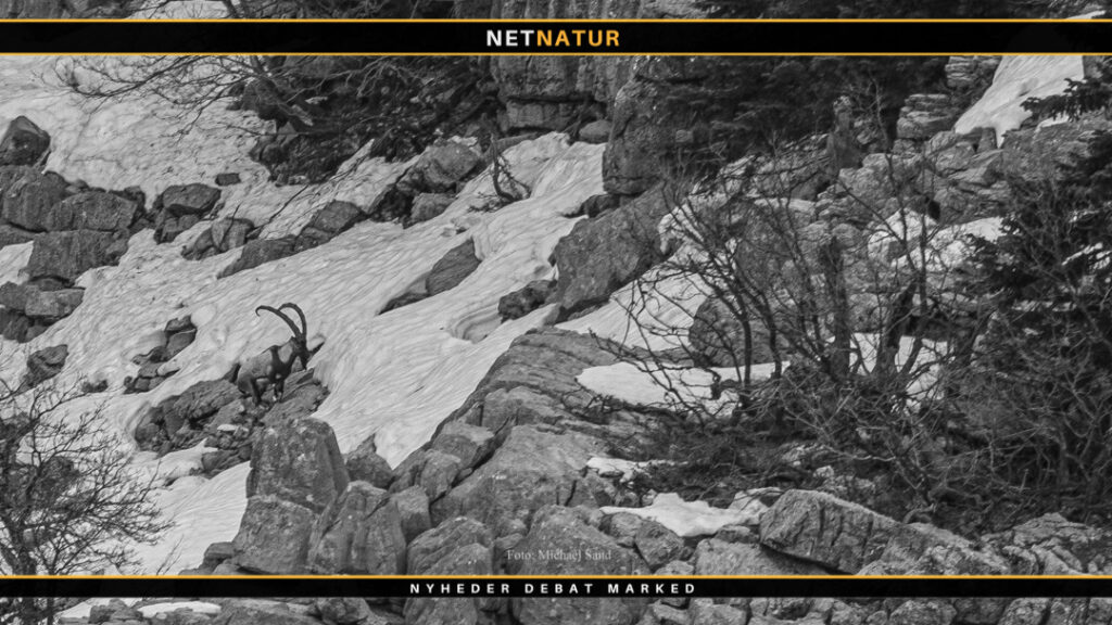 Han gjorde en forskel Prins Abdul Reza Pahlavi