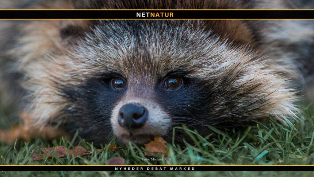 Antallet af mårhunde falder