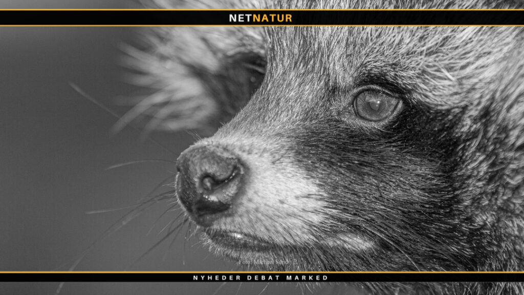 Mårhund og natsigtemiddel