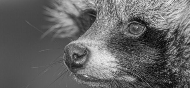 Mårhund og natsigtemiddel