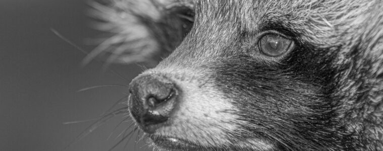 Mårhund og natsigtemiddel