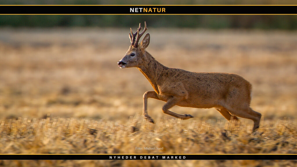 Trafik og hjortevildt