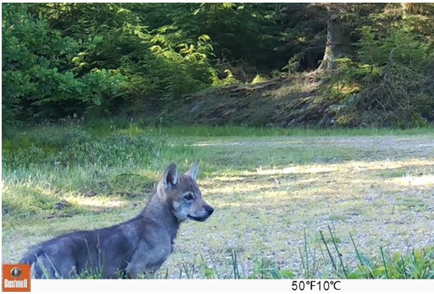 Ulv og overvågning Ulveunge