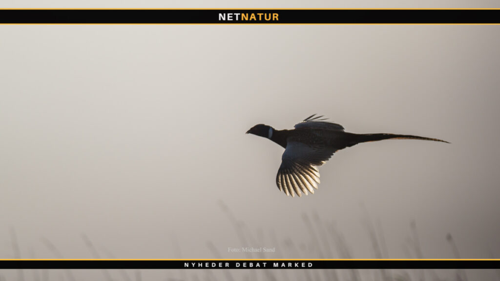 vådeskud og fasanjagt