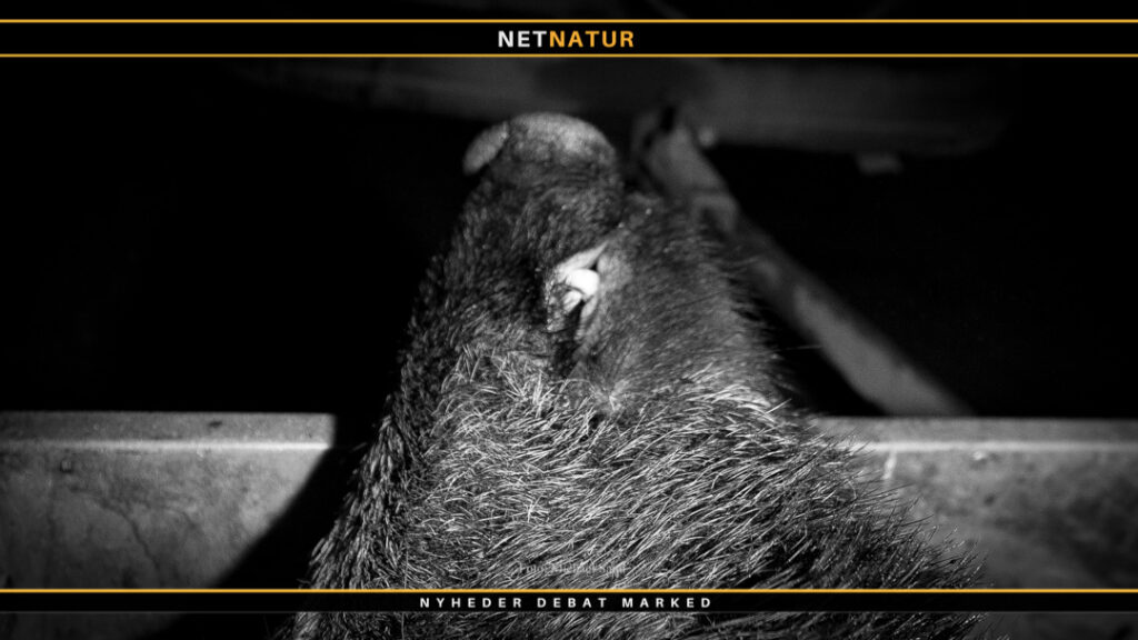 Vildsvin på Ærø skal ikke undersøges for svinepest: Bizart, mener DN