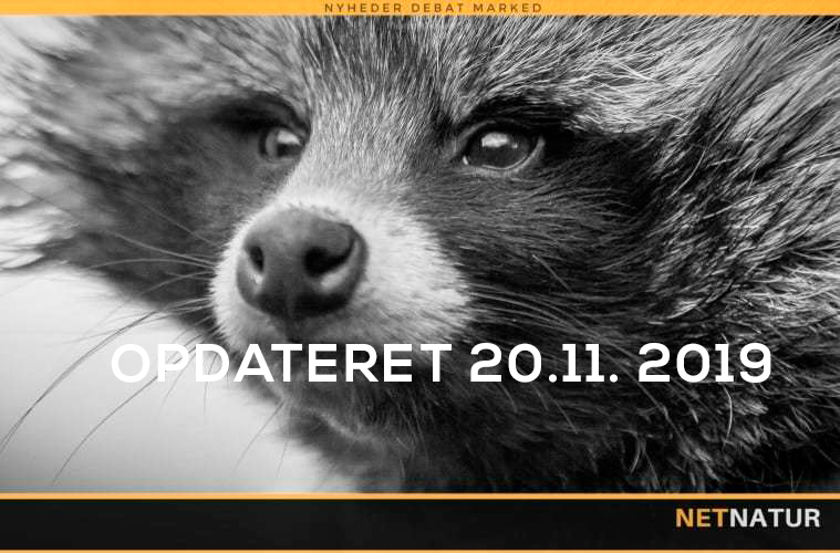 Mårhund pulje og tilskud