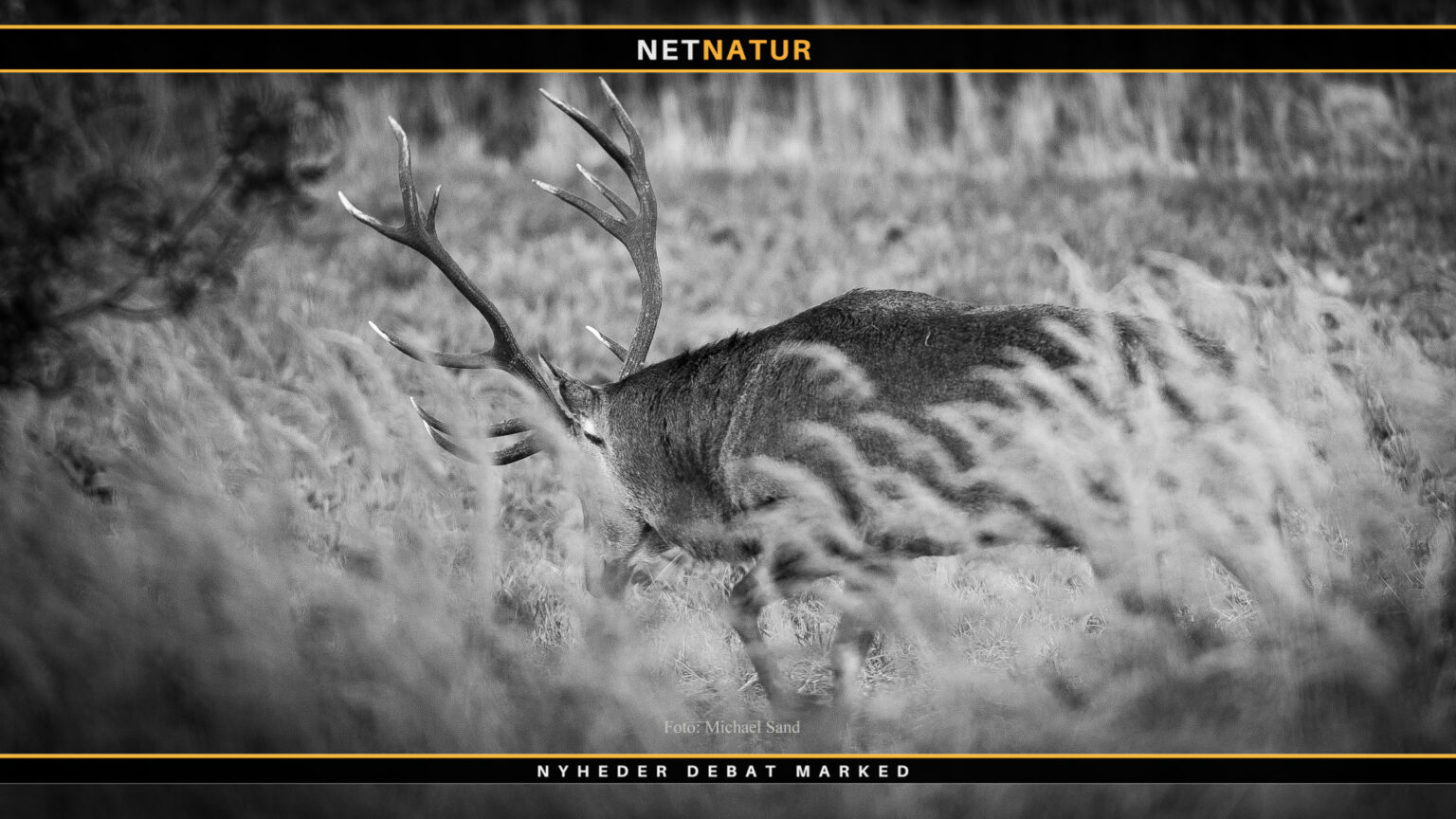 Smuk november-video Browning film
