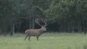 Danmarks Jægerforbund og hjortevildt