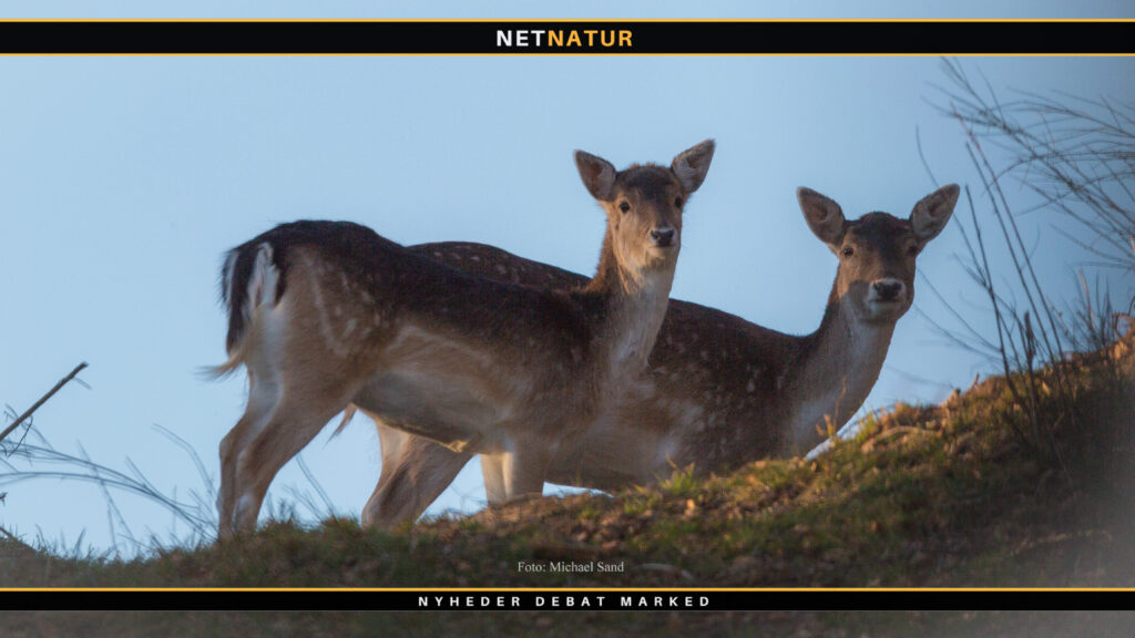 Dåvildt i Vendsyssel