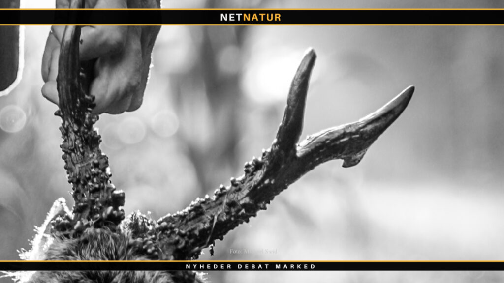 Storbritanien vil måske lukke for udenlandske jægere Forbud mod Trofæjagt