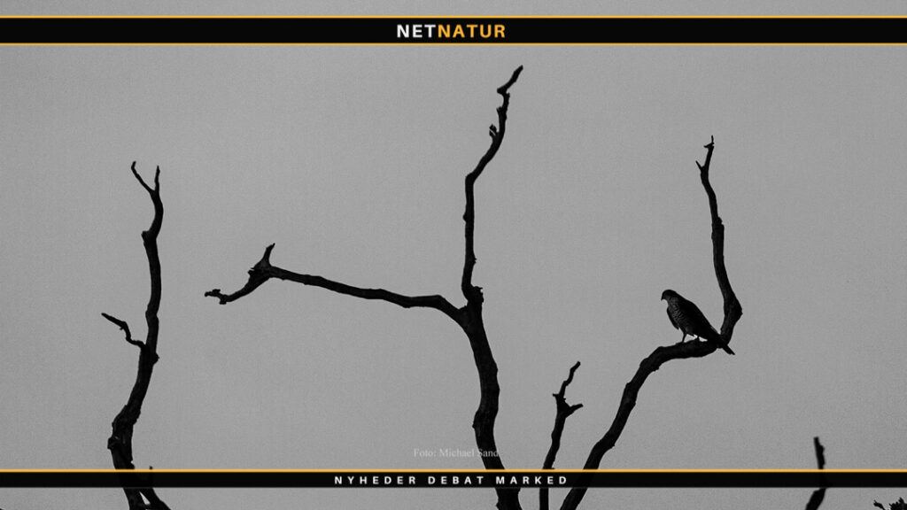 Giftdrab på rovfugle bør straffes hårdere