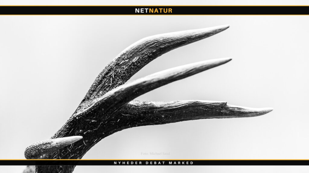 Jægerforbundet ramt af opsigtsvækkende skrivelse Jakob Boni og Ole Holm