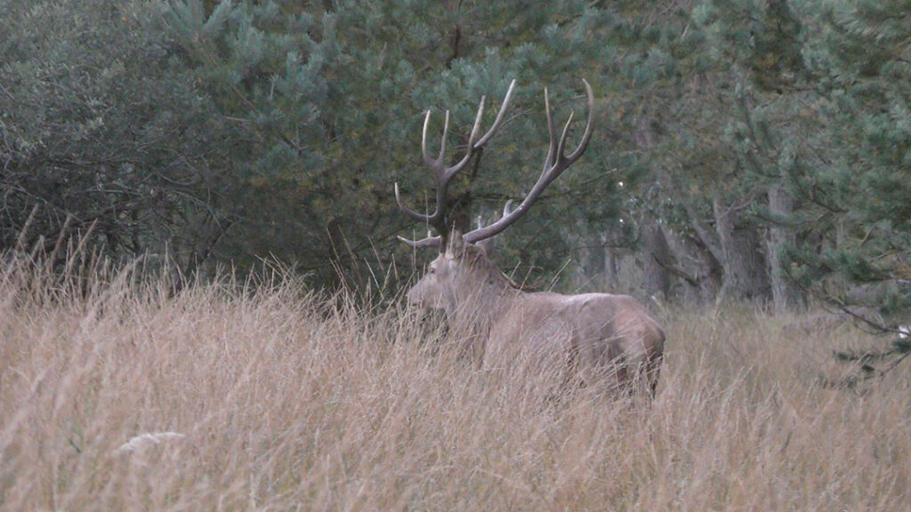 Mellemhjortefredning