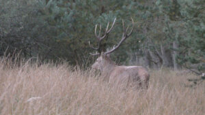 Mellemhjortefredning