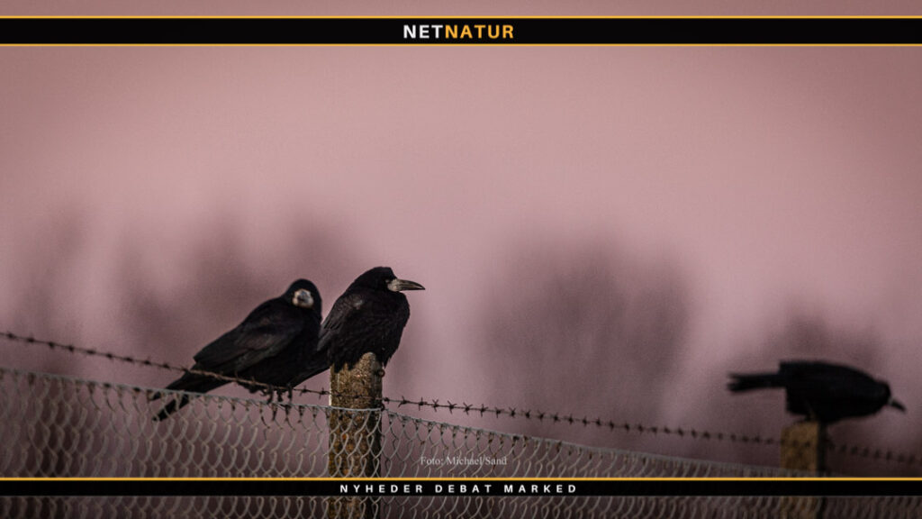 Regulering får Danmarks råger til at sprede sig