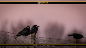 Rågen – et ofte upopulært naboskab Regulering får Danmarks råger til at sprede sig