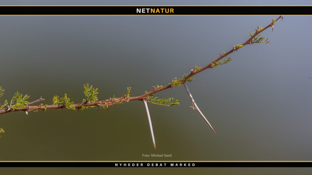 Slavehunde som krybskyttehunde