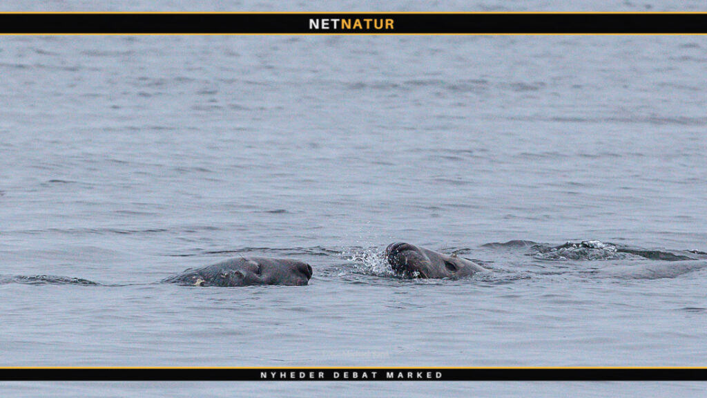 Finder du døde sæler eller marsvin