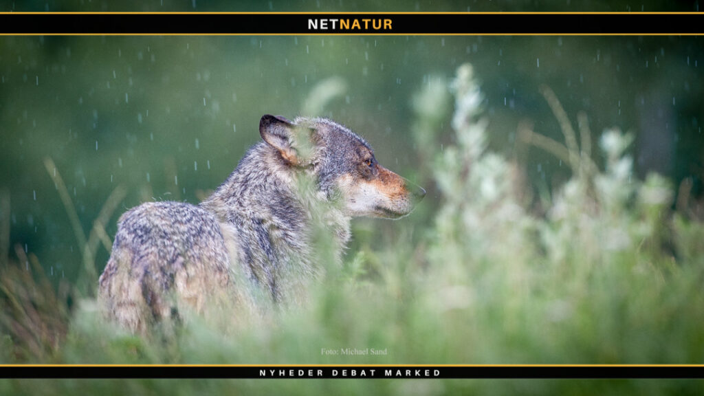 Seneste status for danske ulve