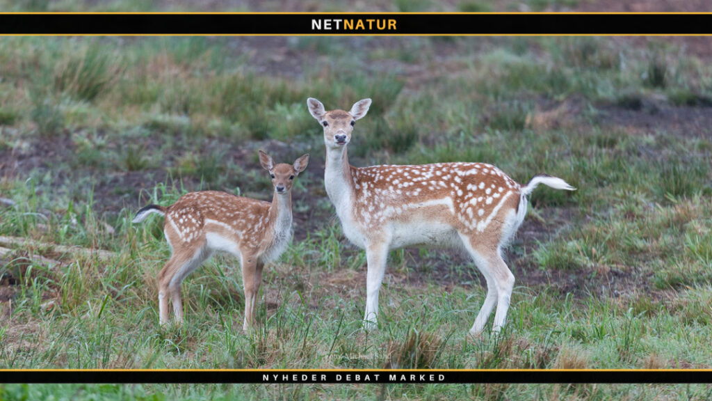 Vendsyssel jagt på dåvildt