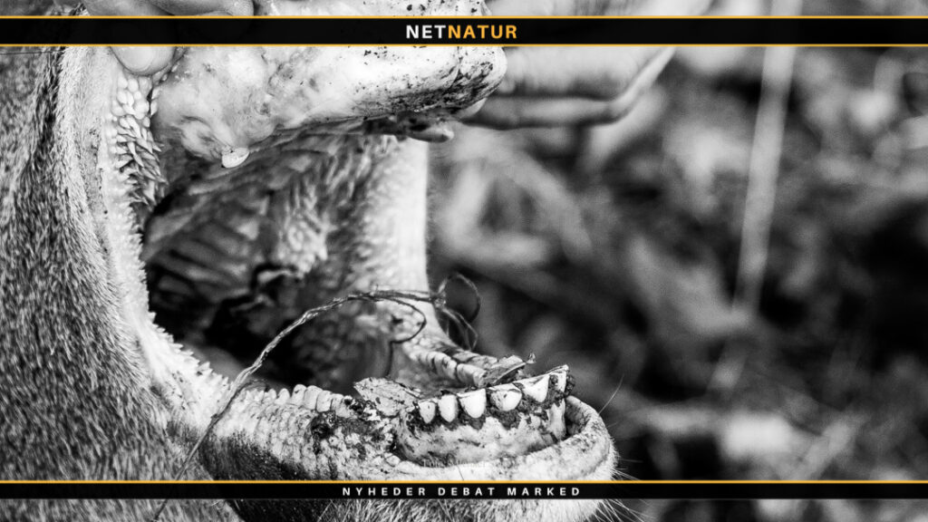 Videnskabelig-Uredelighed-og-DCE