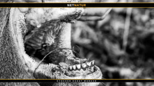 Videnskabelig-Uredelighed-og-DCE