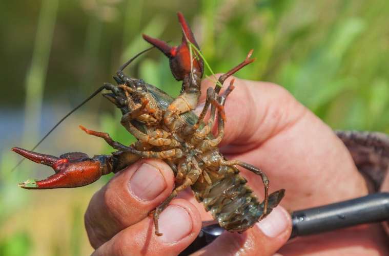 Tilskud til projekter om bekæmpelse af invasive arter Nu kan man søge tilskud til bekæmpelse af invasive arter