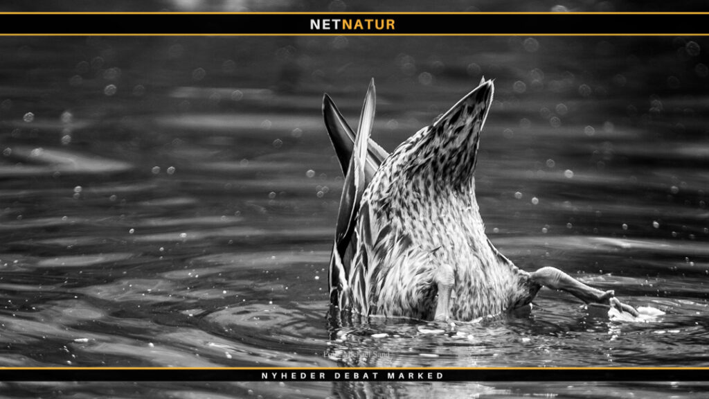 Fugleinfluenza konstateret i Nordtyskland