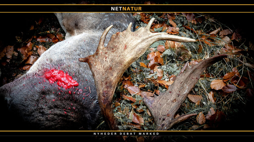 Buejagt og hjortevildt