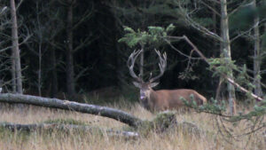 DCE og Nævnet for videnskalbelig uredelighed