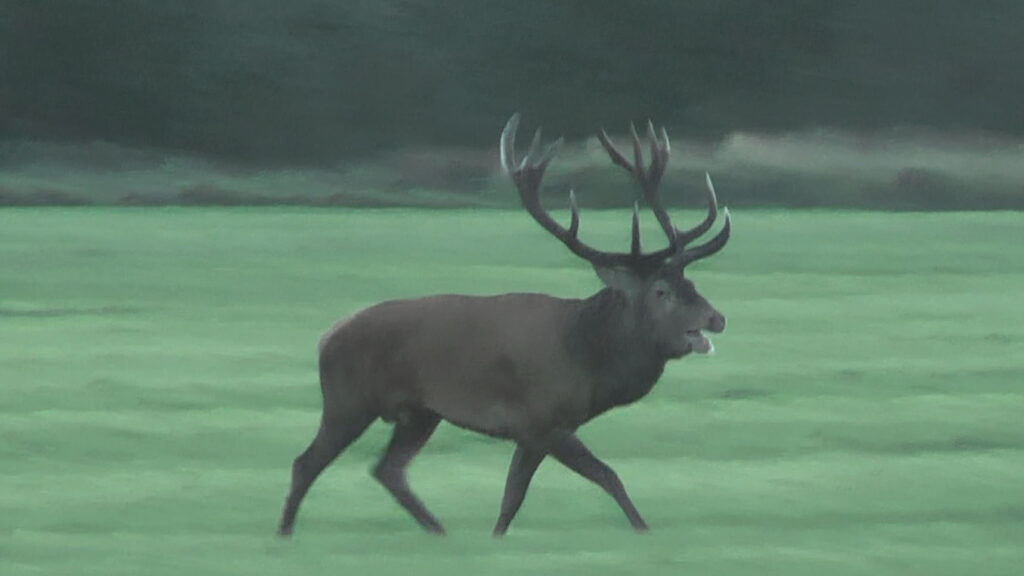 Den Nationale Hjortevildtgruppe
