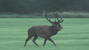Den Nationale Hjortevildtgruppe