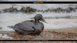 Dyrenes Beskyttelse Vagtcentral