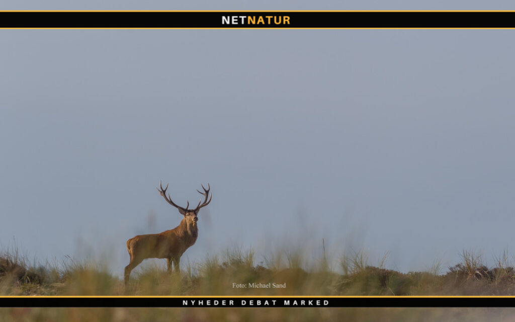 Protected: Klaus Frimor: Vildtforvaltning for vildtets skyld