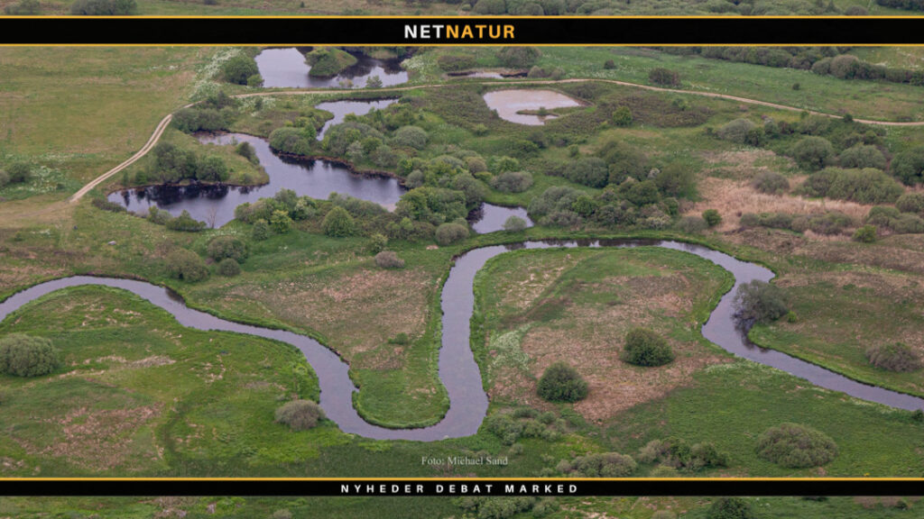 Naturen kommer tilbage i genoprettede vandløb