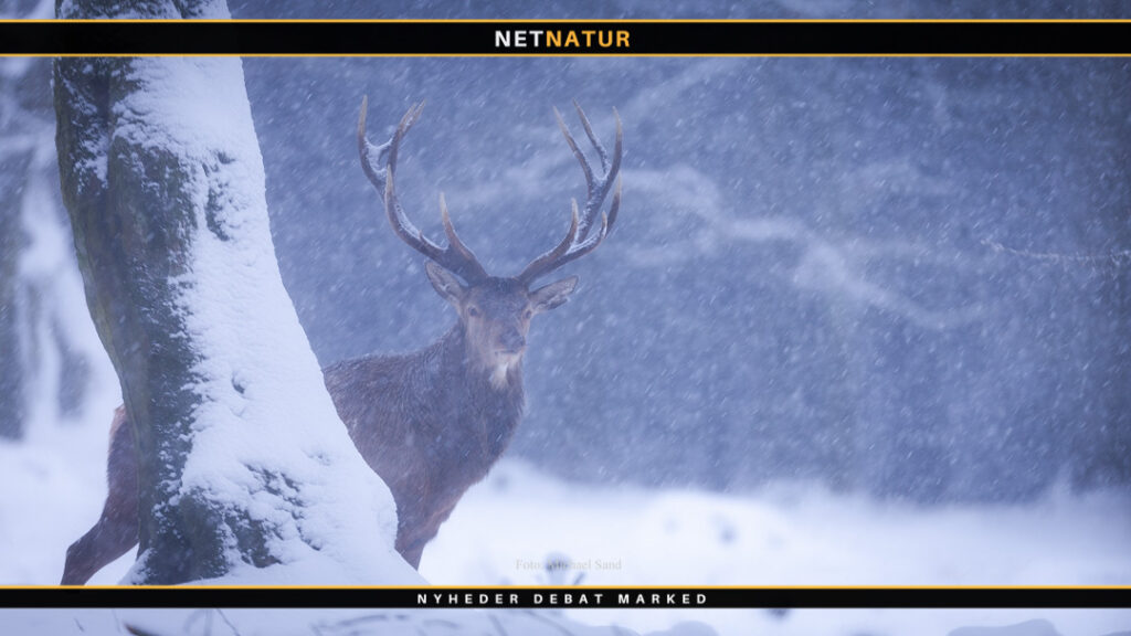 Lea Wermelin om jagt