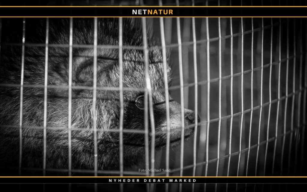 DOF efterspørger professionelle mårhundejægere Mårhund og fugle