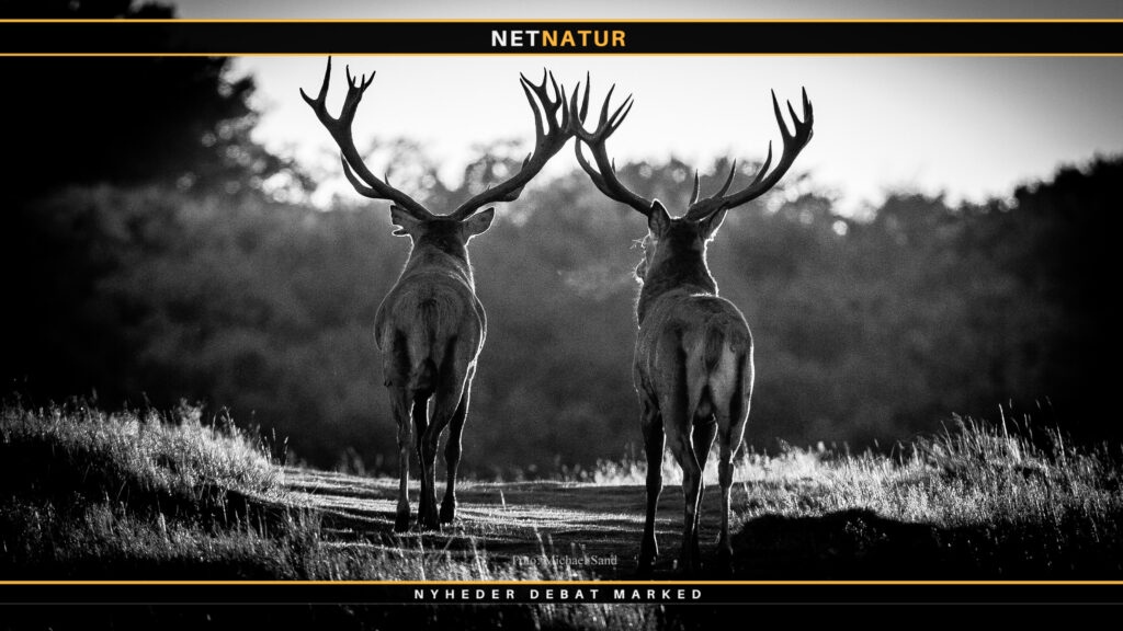 Fremtrædende medlemmer af Safariklub og Jægerforbund udtrykker forskellige holdninger til arealkrav, licensjagt og brunstjagt på kronvildt Norbert Ravnsbæk og Jens Kjær Knudsen