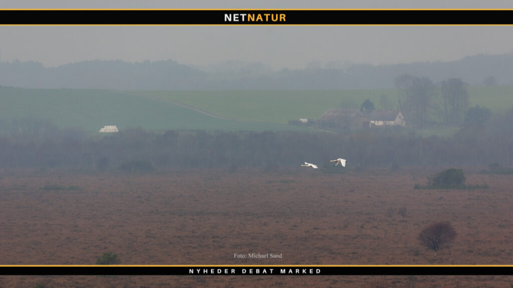 Sangsvane ringmærket