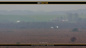 Sangsvanen – smuk og klangfuld trompetør Sangsvane ringmærket