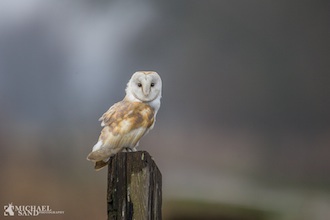 Fremgang for Danmarks slørugler