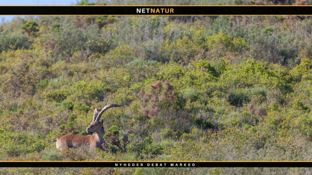 Spansk jagttegn - sådan gør du