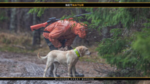 Viden om: Sportræning af hunde