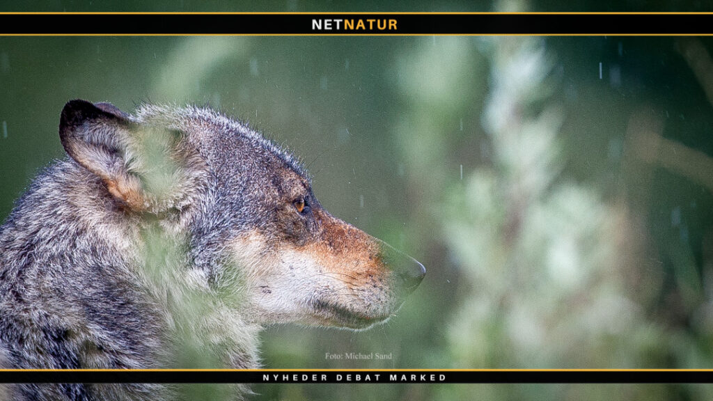 Status på danske ulve i første kvartal